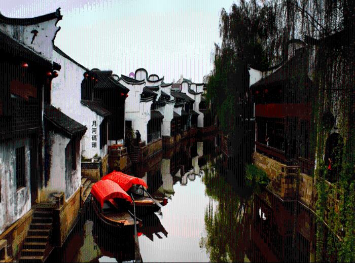 可怜猫的救援